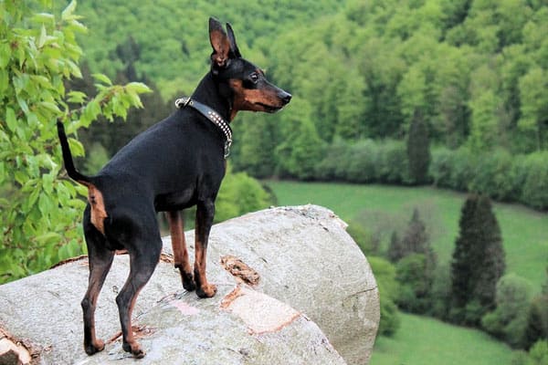 Miniature pinscher working up an appetite