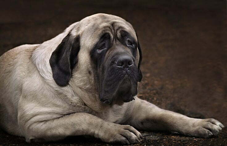 English mastiff dog ready to eat