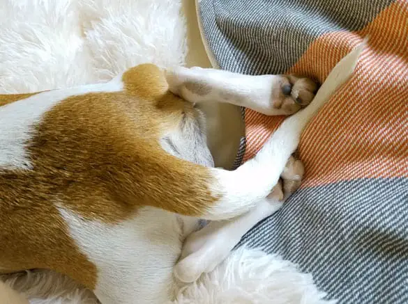 Dog resting tail between legs