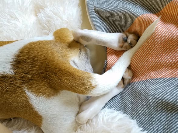 Dog Tail Between Legs: Here's Why and What You Can Do