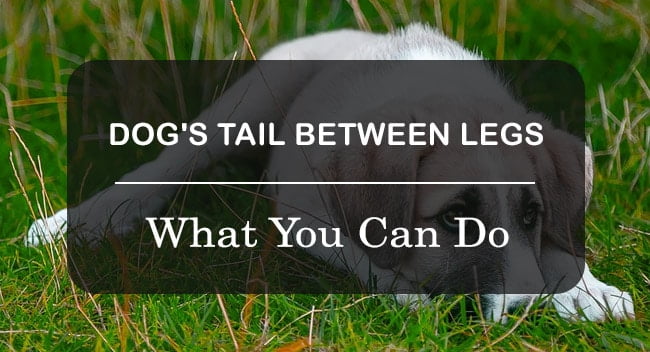 Dog Tail Between Legs: Here's Why and What You Can Do