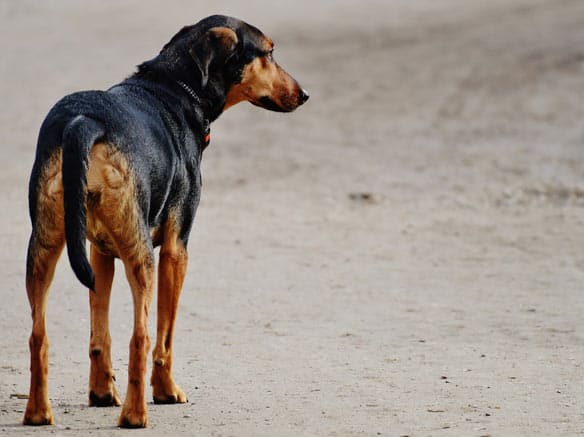 Tail between legs meaning