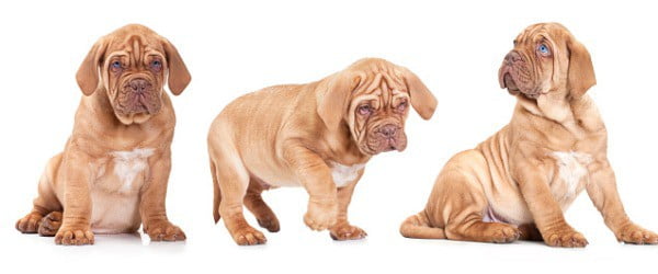 Best dog food for mastiff puppies