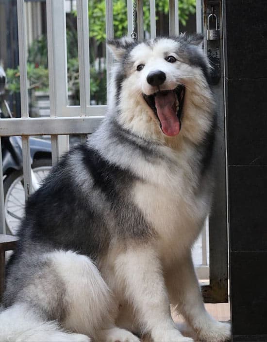 Malamute ready to walk after eating a meal