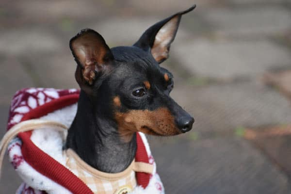 A hungry miniature pinscher