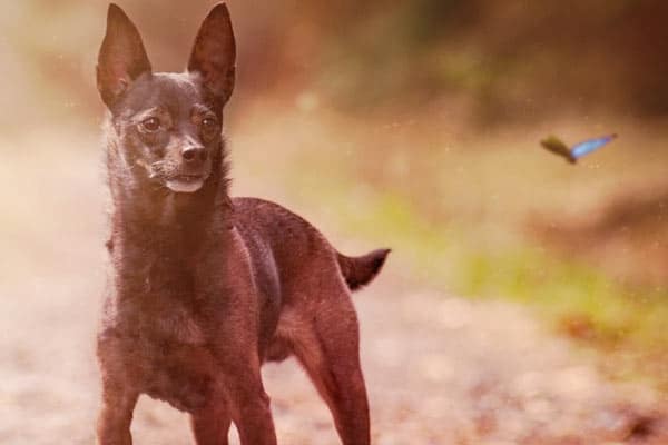 Miniature pinscher looking for food