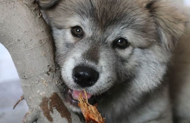 Malamute puppy eating
