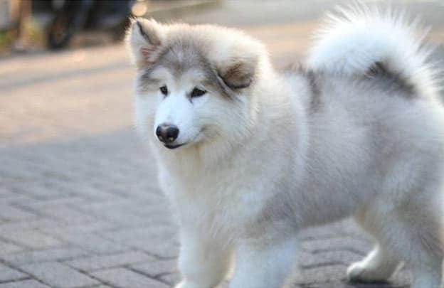 Malamute running outside