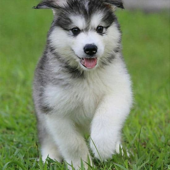 Malamute puppy getting hungry