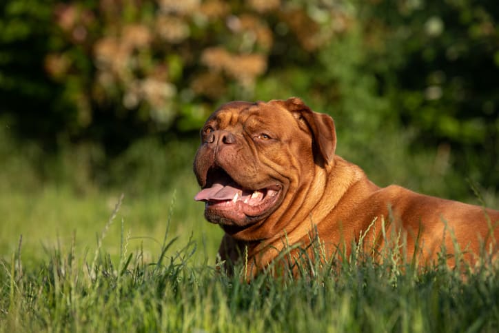 Dogue de bordeaux - french mastiff