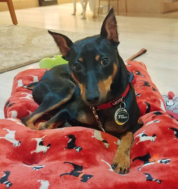 Resting min pin in bed after a meal