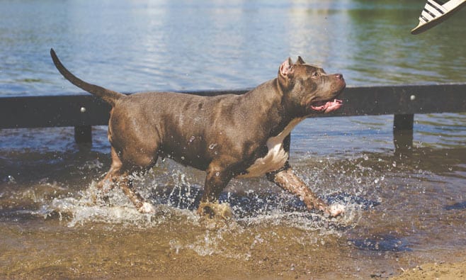 Long pitbull tail