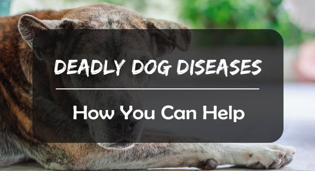 Deadly dog diseases and how you can help