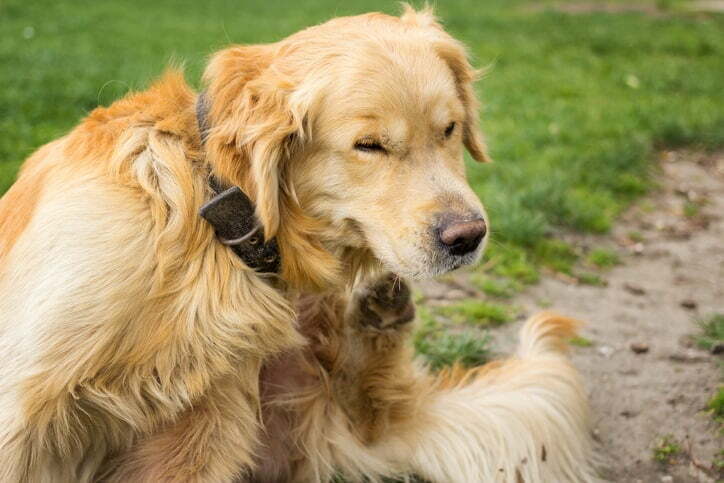 Adult golden retriever scratching fleas