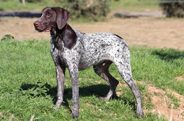 Pointer ready to eat dog food