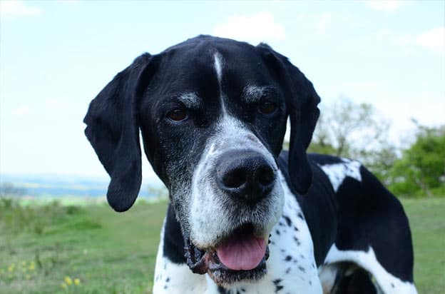 Pointer with mouth open to eat food