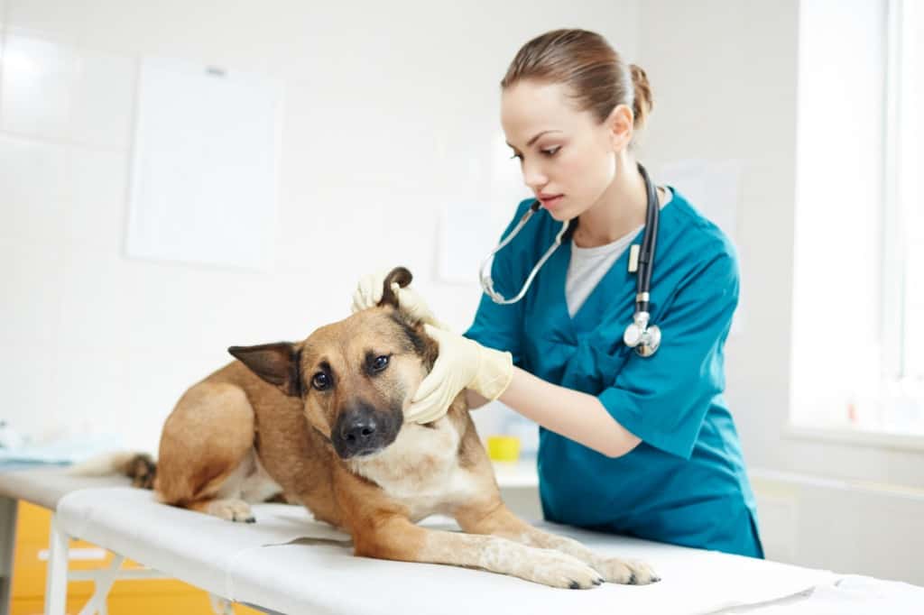 Ear infection in dogs as a disease