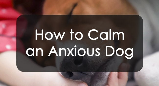 How to calm an anxious dog