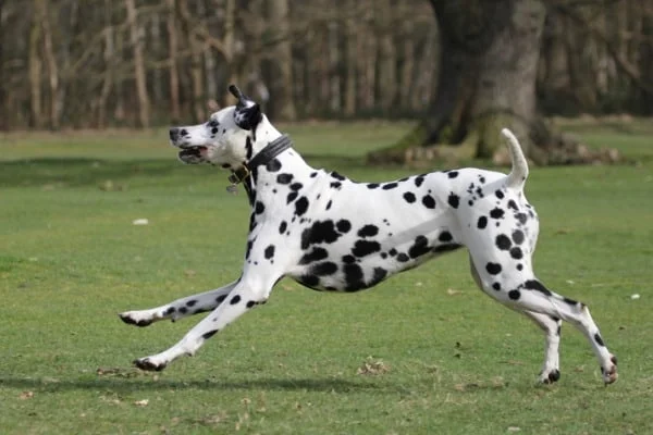 Dalmatian getting exercise