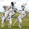 Dalmatians doing tricks