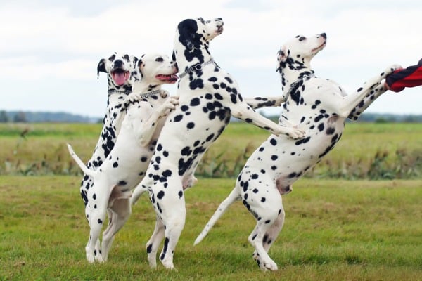 Dalmatians doing tricks