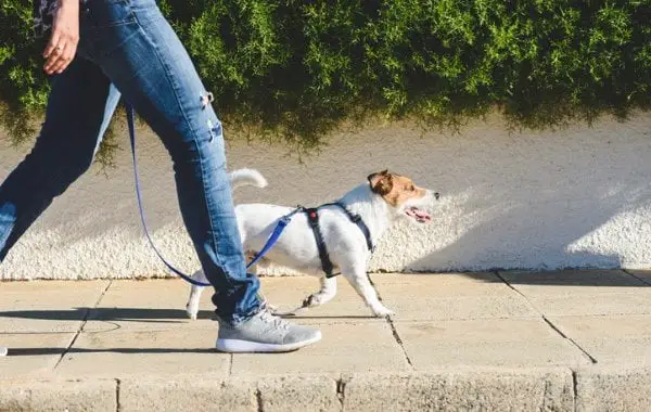 A walk with dog