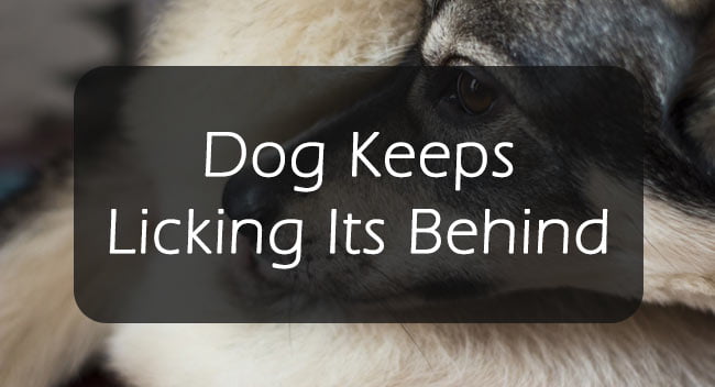 4 Weird Things Your Dog Is Licking And Why