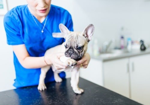 Vet checks dog that scoots butt on floor