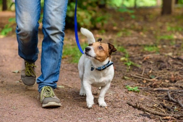 Walking with your dog