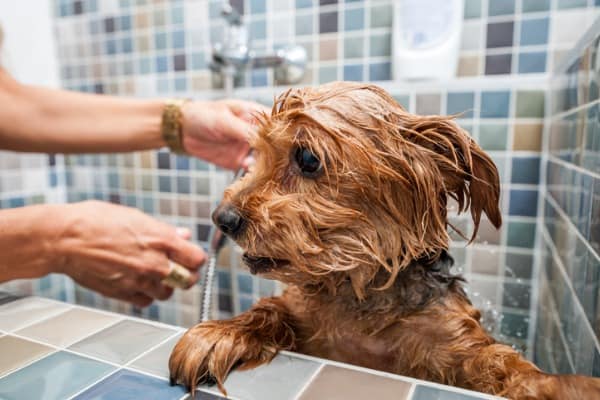 Dog Suddenly Scared Of Something In The House What You Can Do Now Petdt