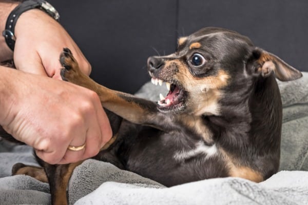 Aggressive dog not eating or drinking