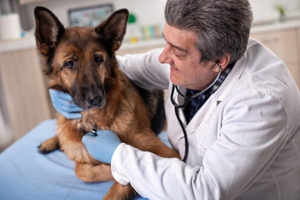 Checking muscle mass on a dog's body