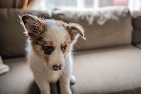 how big will an australian shepherd corgi mix get