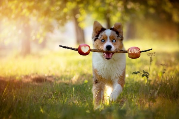 Australian shepherd corgi mix