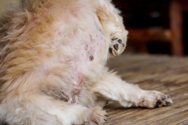 blackheads on dogs tummy