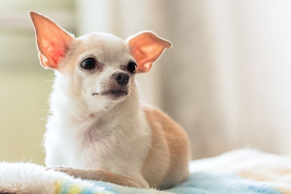 Chihuahua breed