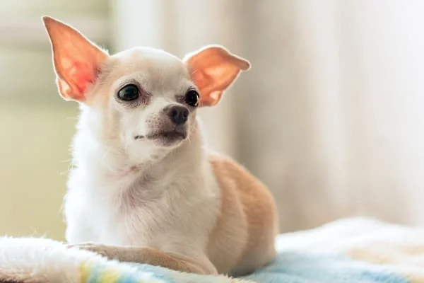 Chihuahua breed