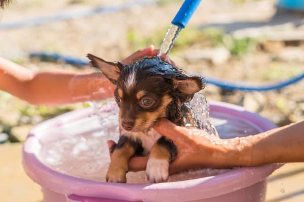 Chihuahua husk dog taking a bath