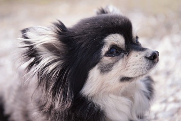 chihuahua mixed with a husky