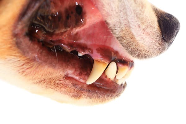 Concerned about on your dog's gums
