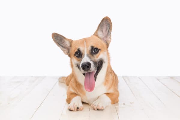 corgi mixed with great dane