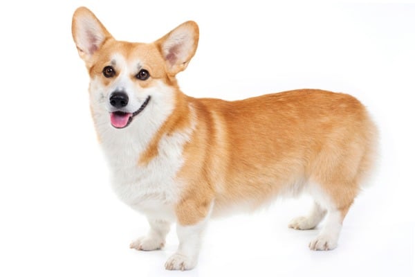 Corgi breed