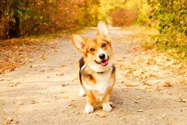 Corgi mix breed with big potential