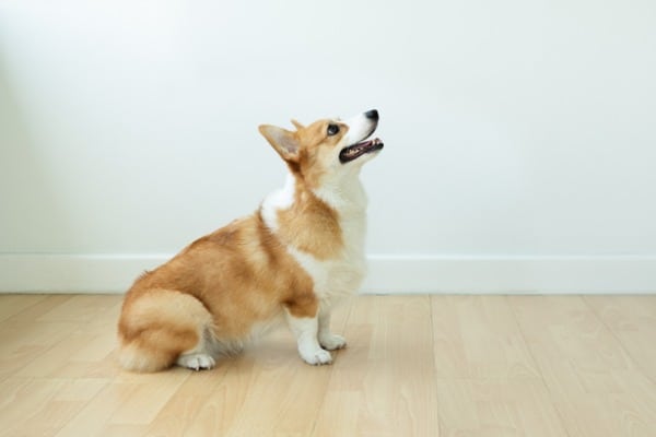 Corgis health