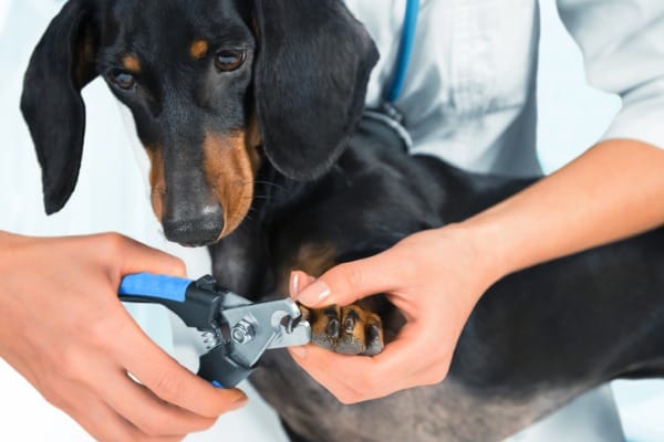 cutting dogs nail