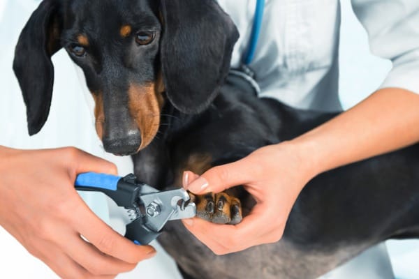 Cutting dogs nail