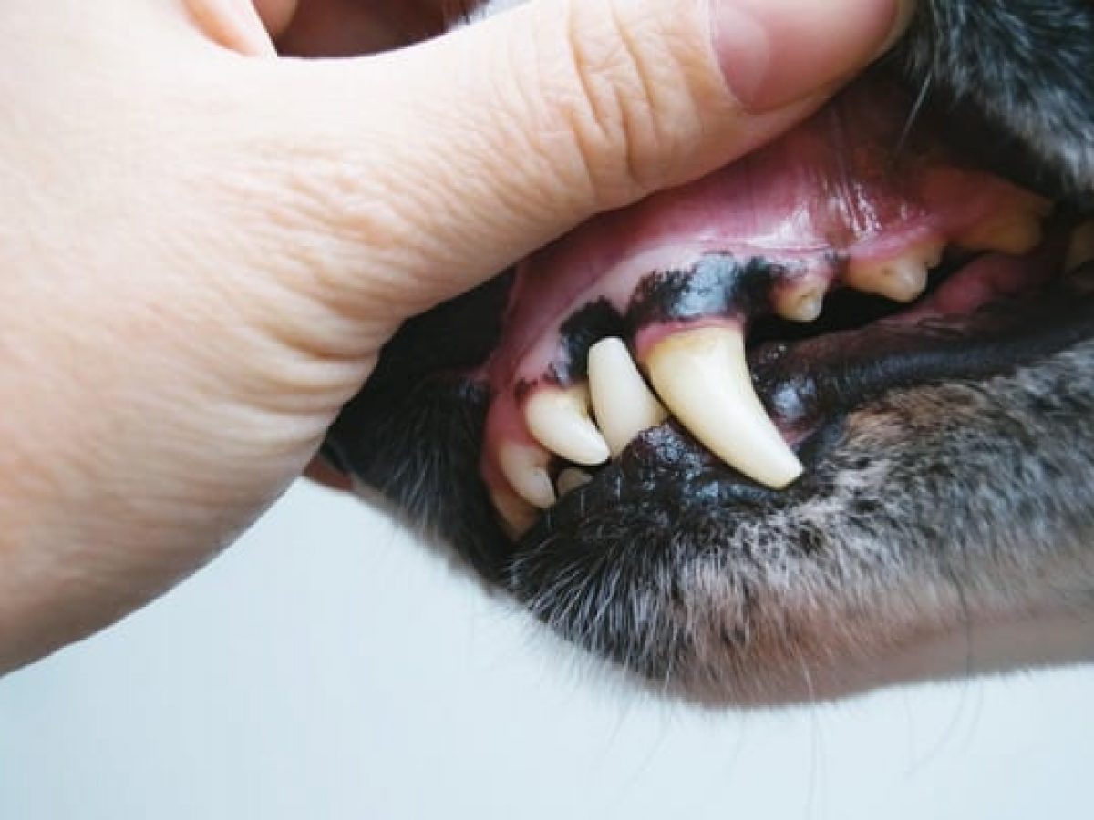 dark spot on dogs gums