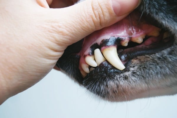 Dark spots and black on dog's gums