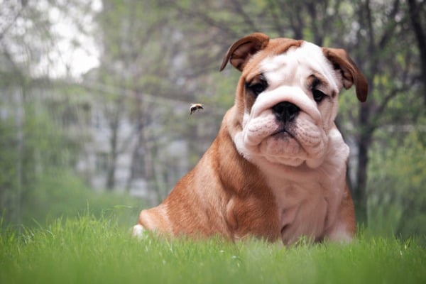 dog and flying bee