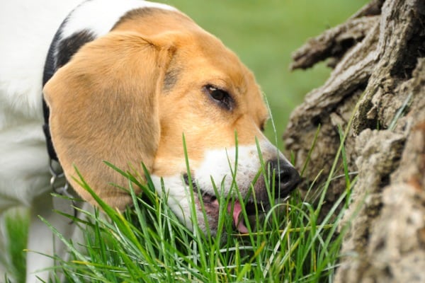 Dog eating toxic plants